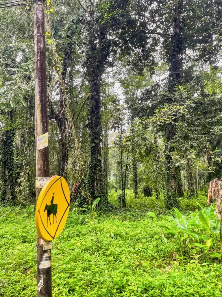 Beautiful nature around Puerto Viejo