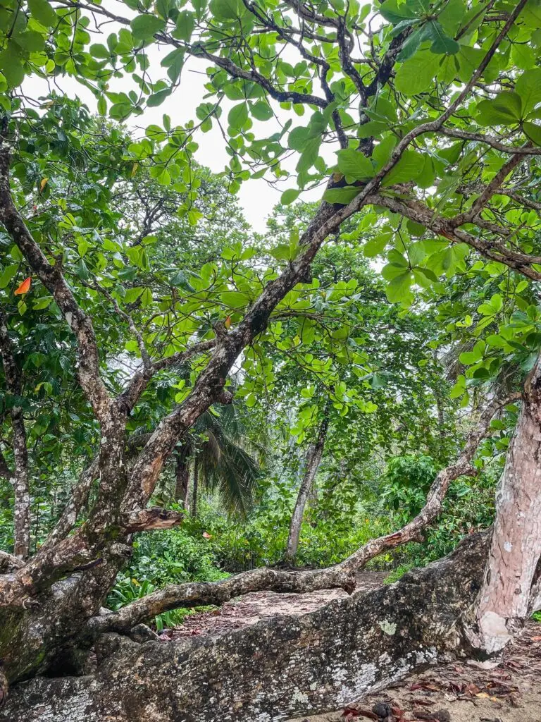 Lush jungle in the national parks near Puerto Viejo