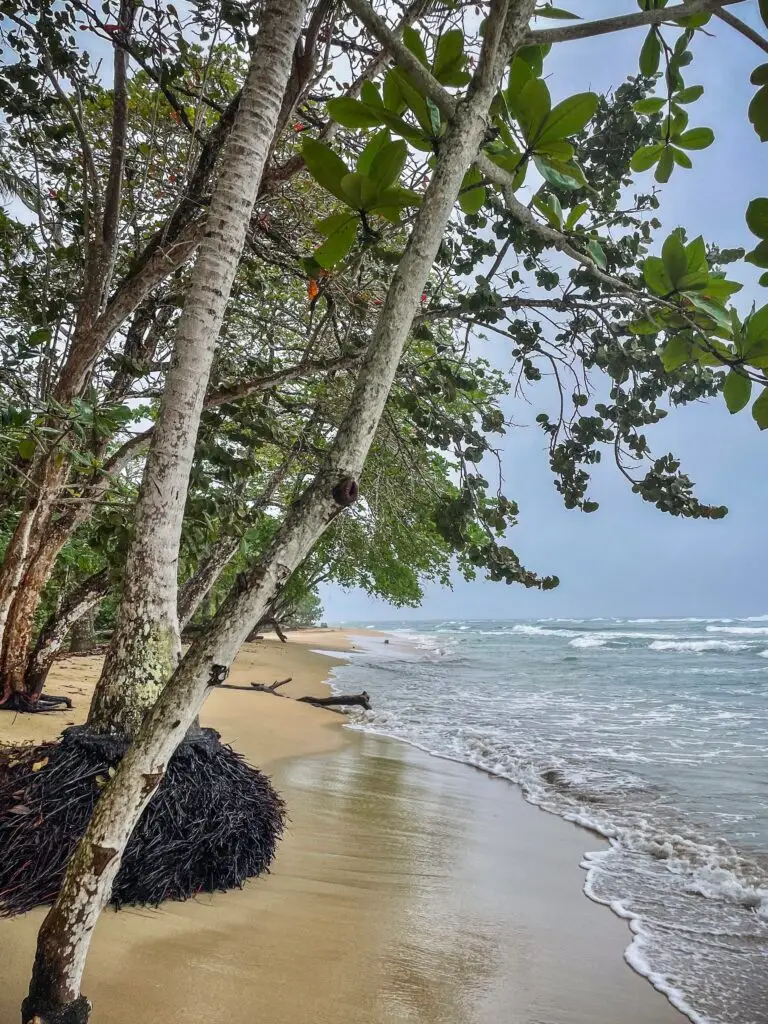 The beautiful beach Punta Uva in Puerto Viejo