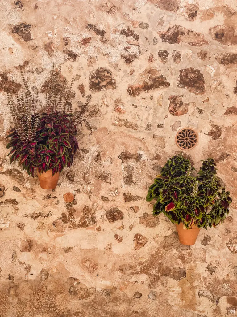 Flowers on a stone wall