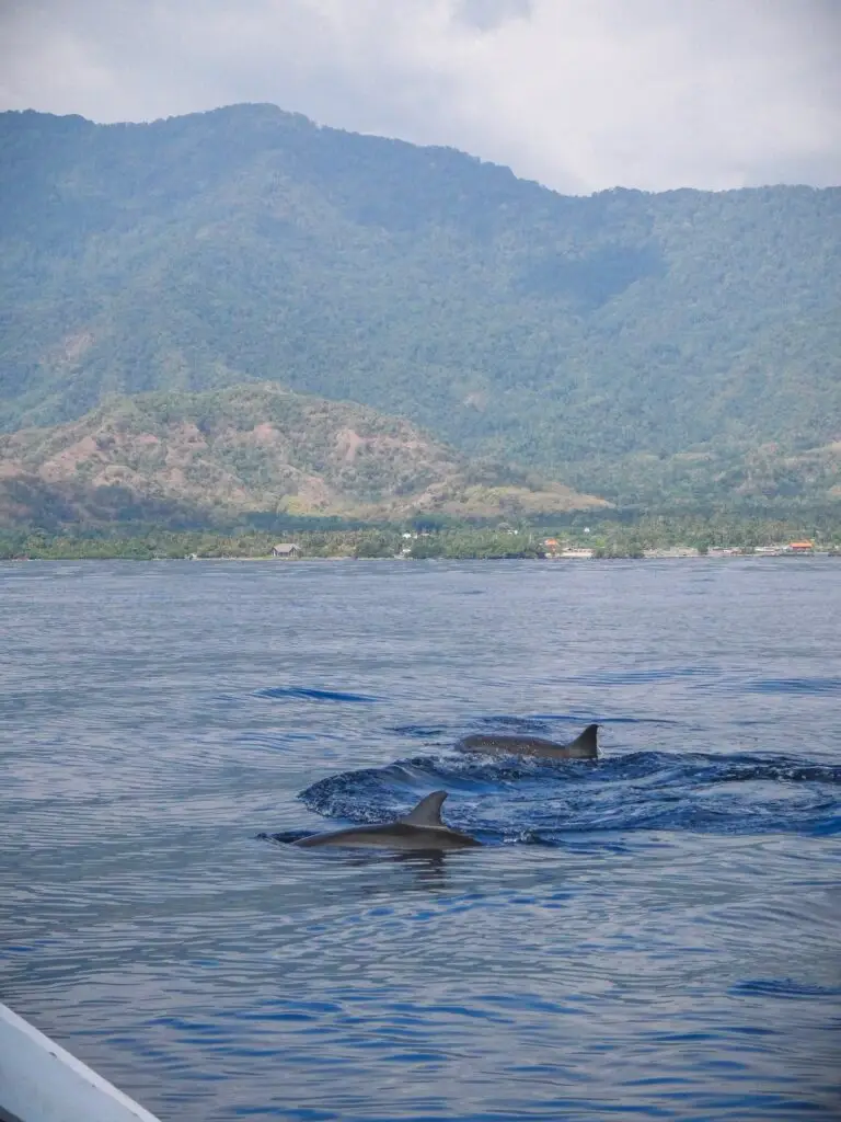 Swimming with dolphins in Lovina