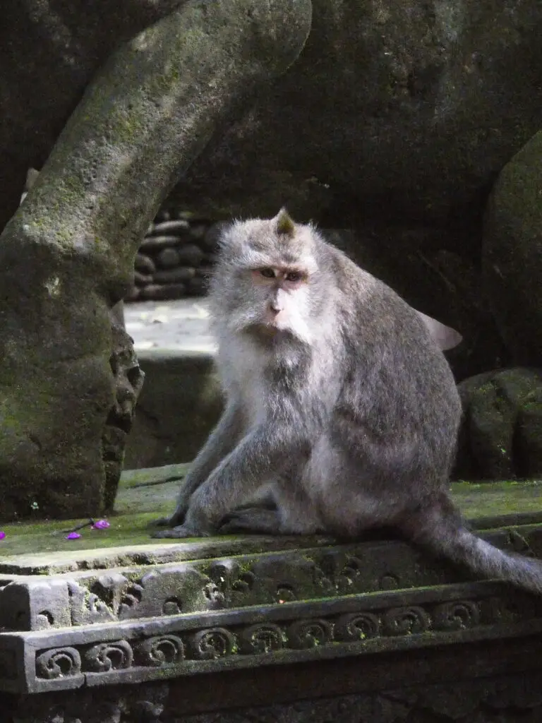 You will find a lot of monkeys in Ubud