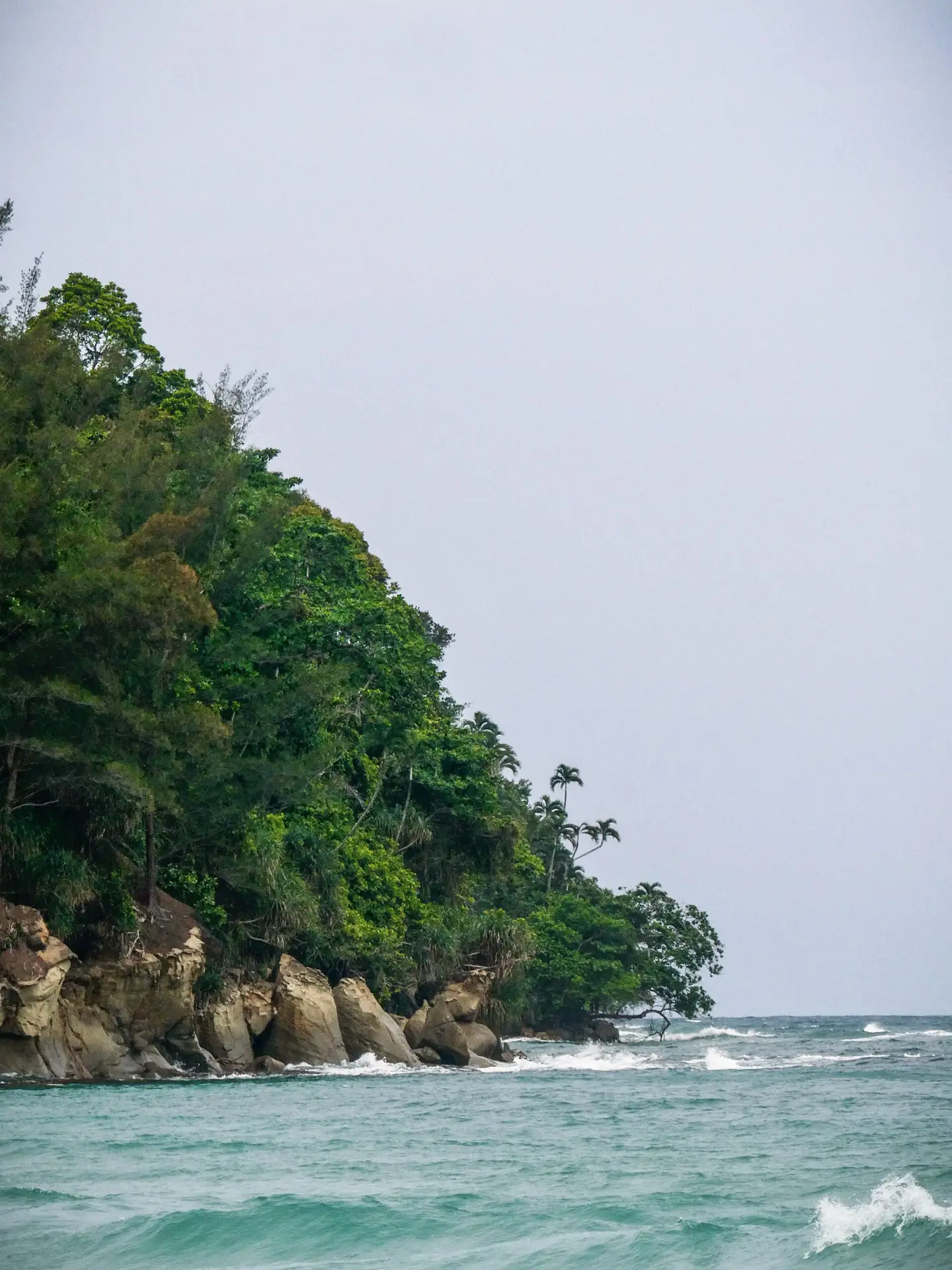 Lush forests of Borneo meeting the wild ocean