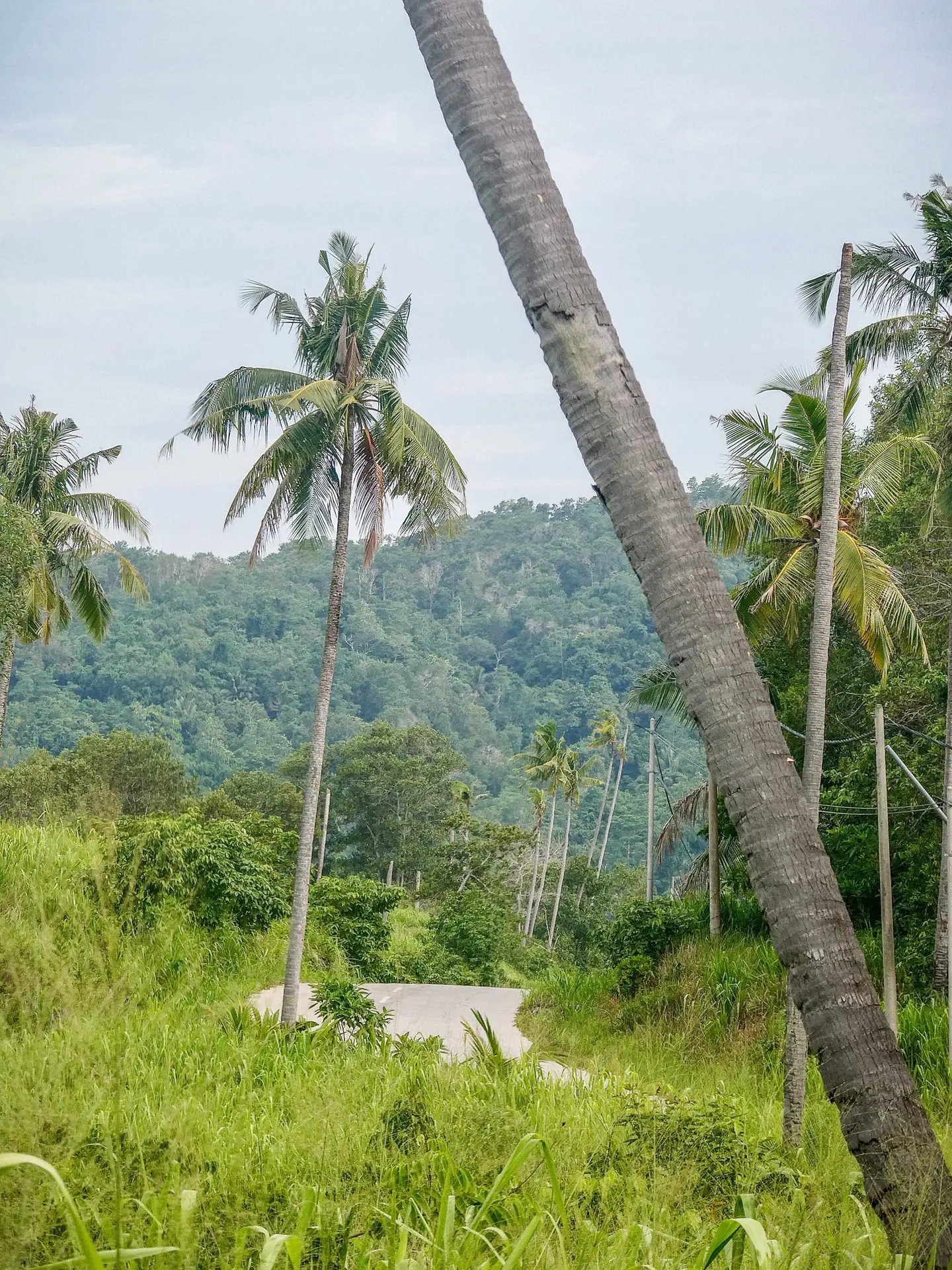 Driving along lush roads, exploring Borneo