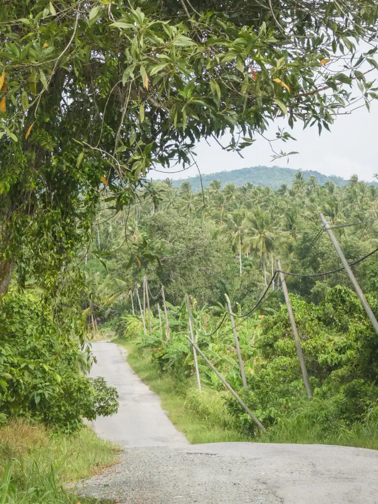 Tip of Borneo is full of palm trees