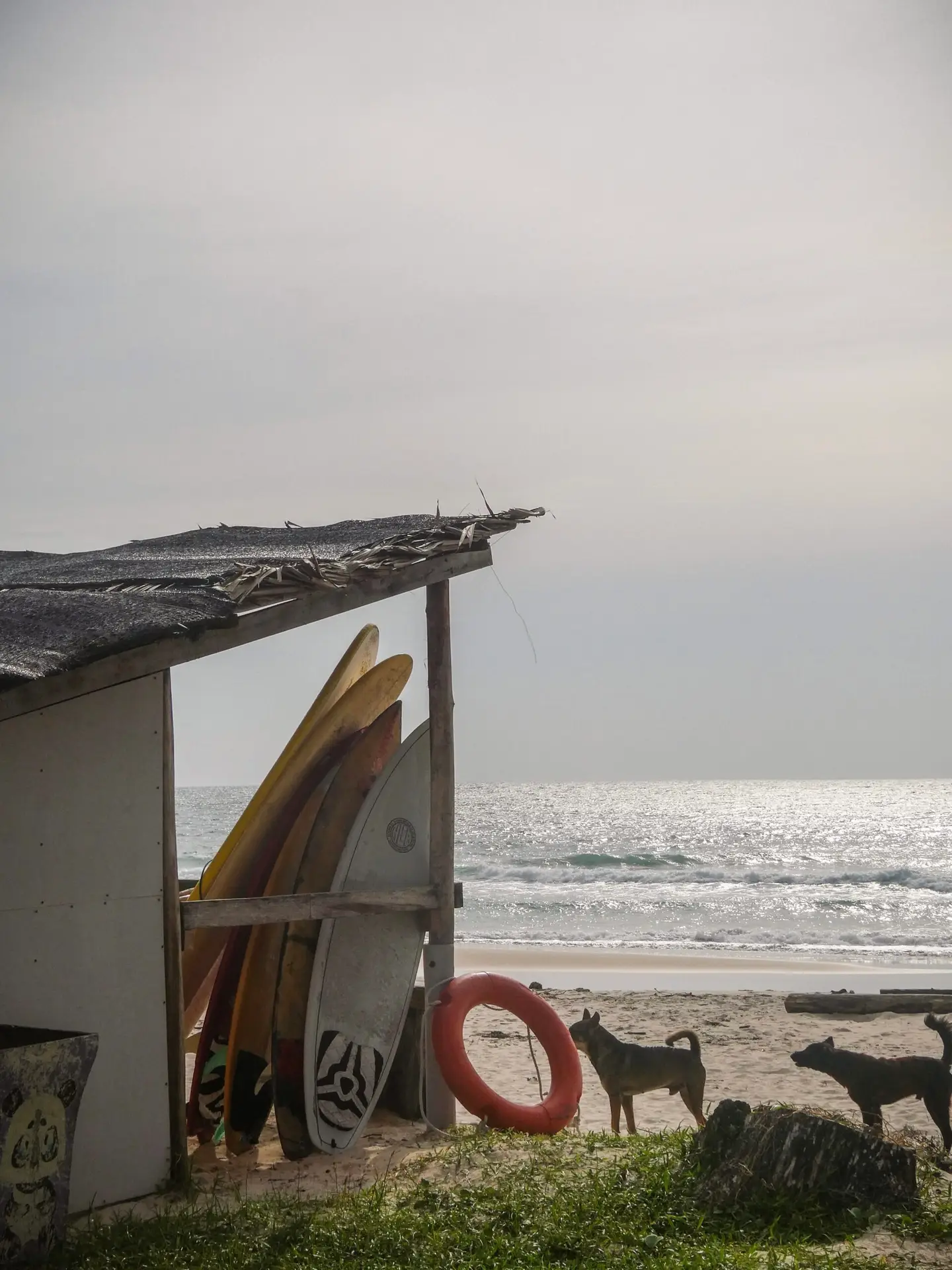 Surfing in Borneo