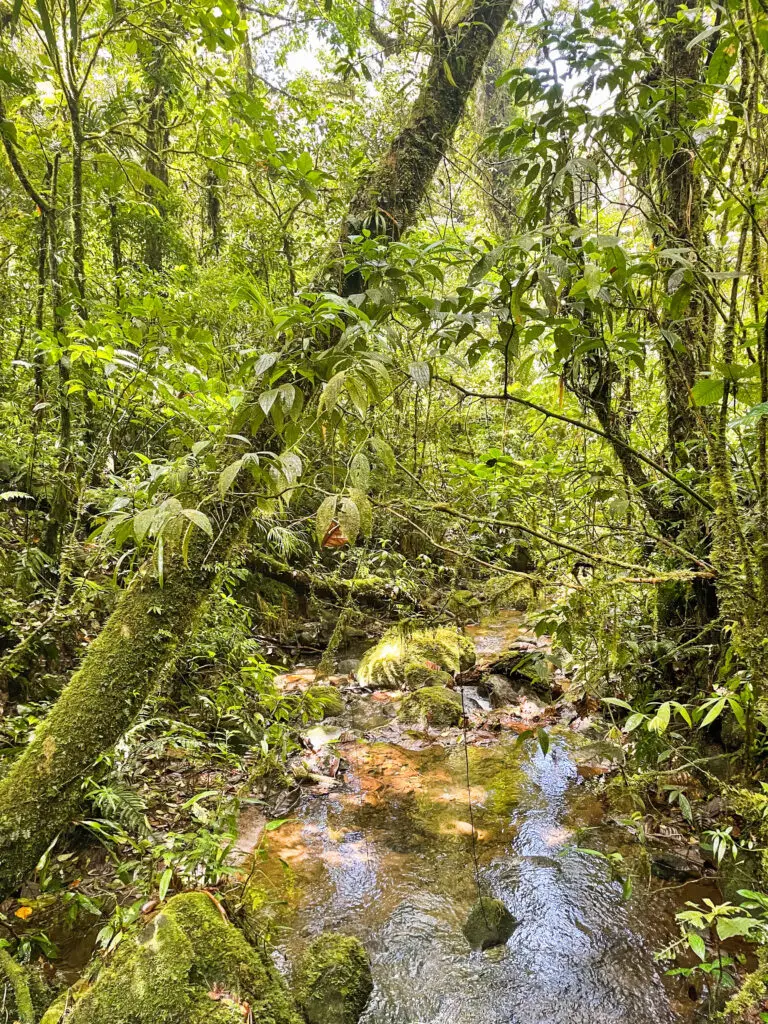 Lush, beautiful nature in Monteverde in Costa Rica