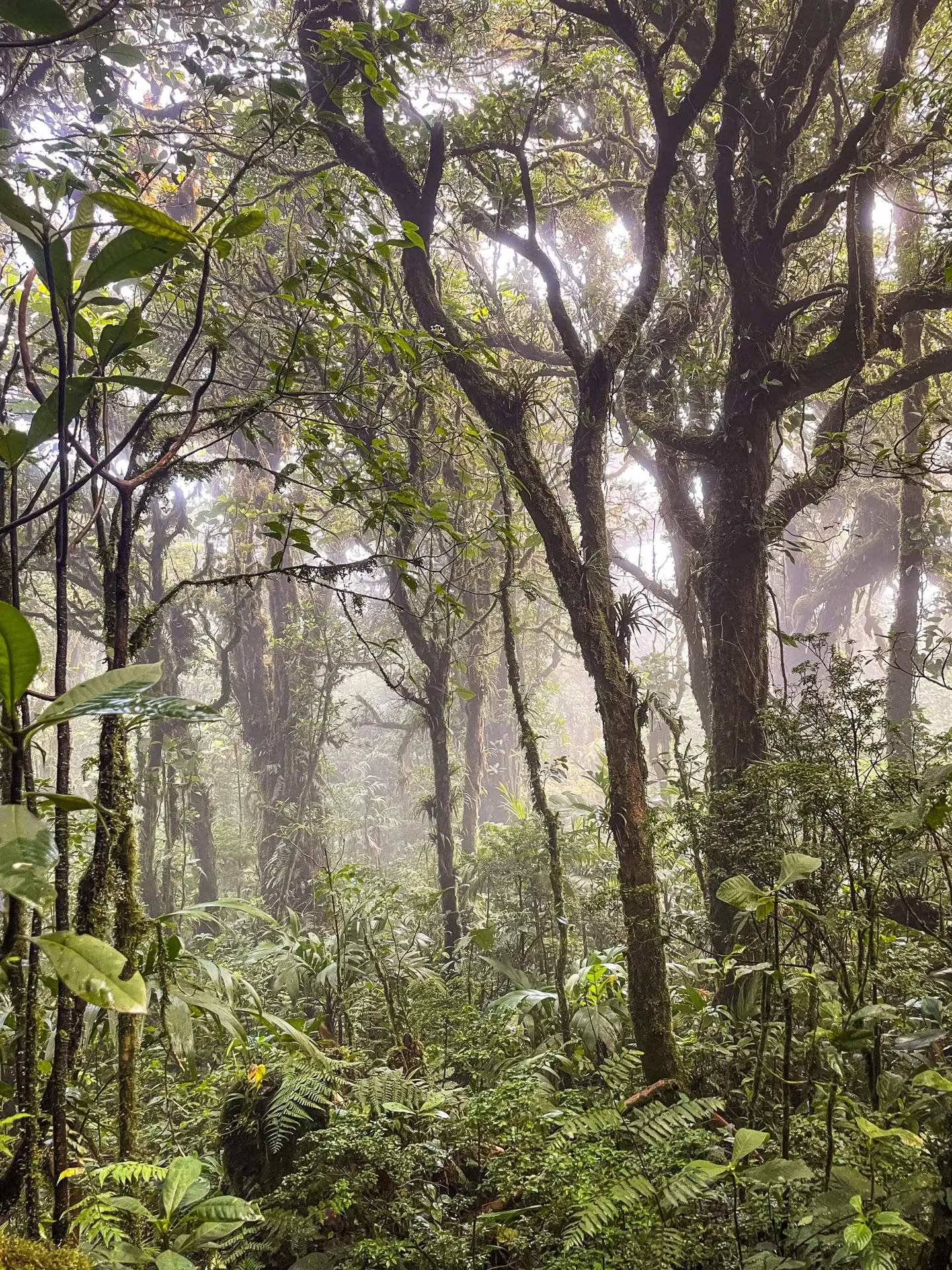 Monteverde cloud forest covered by mist