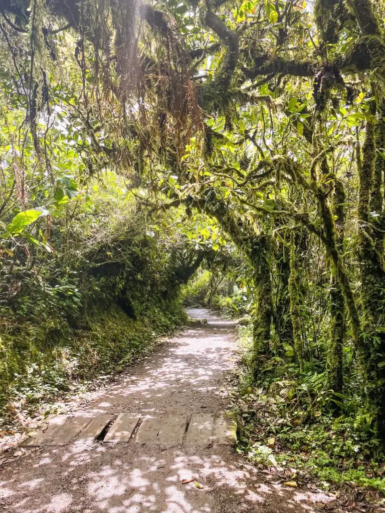 Green paths through Monteverde Cloud Forest