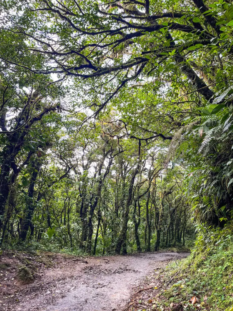 One of the many hiking trails in Monteverde