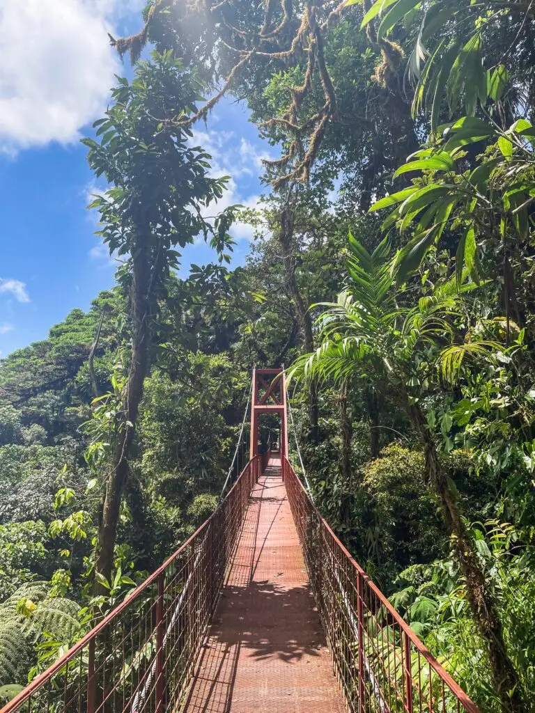 Hanging bridges leading you through the cloud forests in Monteverde