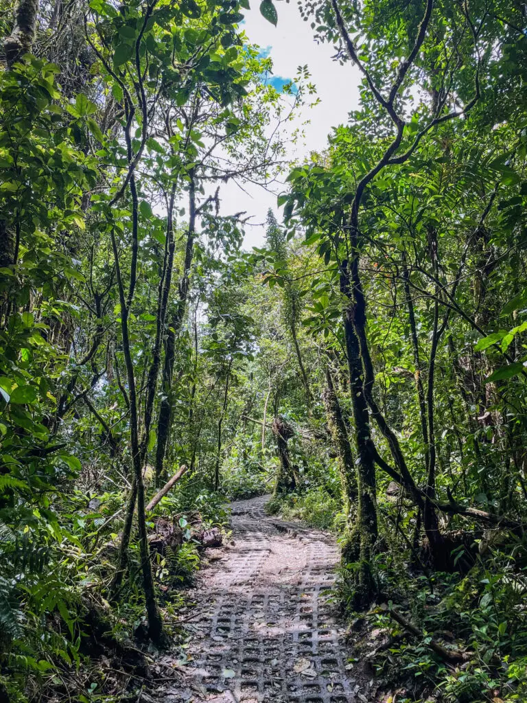 Brick paths taking you through the jungle in Monteverde