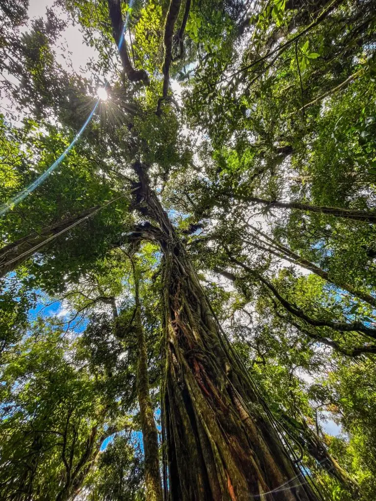 Unique trees and nature in Monteverde, Costa Rica