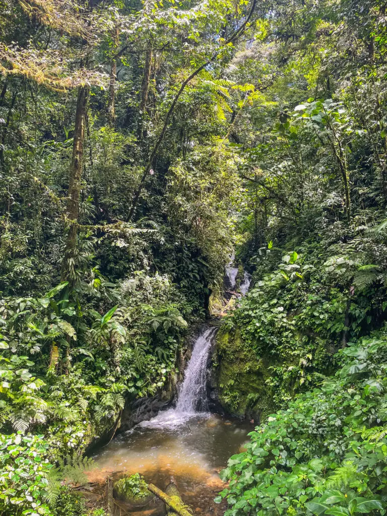 Waterfall in Monteverde Cloud Forest