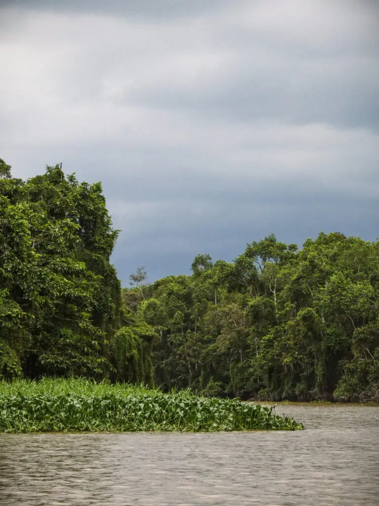 Cruising on the Kinabatangan River with dark clouds rolling in