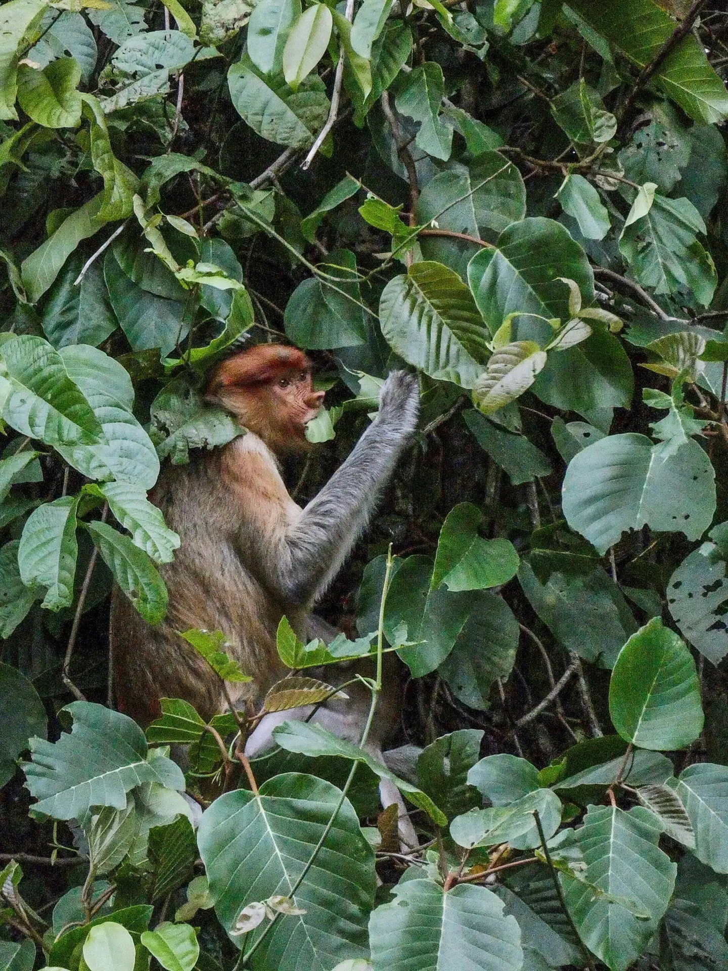 Proboscis monkey enjoying a snack in the trees by Kinabatangan River