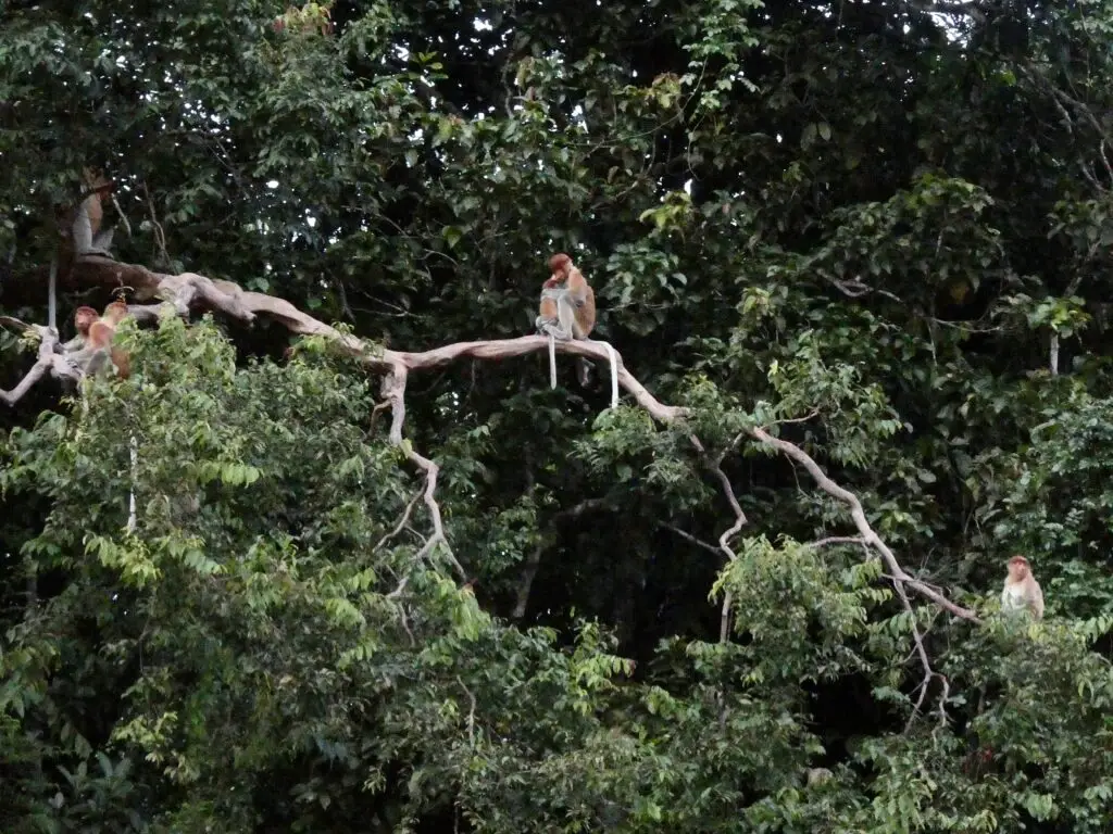 A family of proboscis monkeys in Borneo