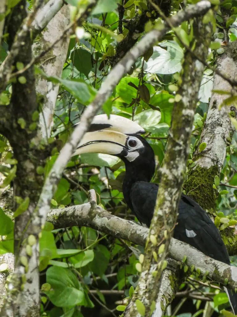 A hornbill in the trees by Kinabatangan River in Borneo