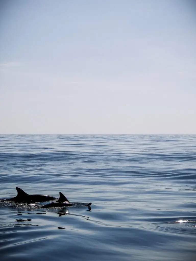 Dolphins swimming outside of Lovina in Bali