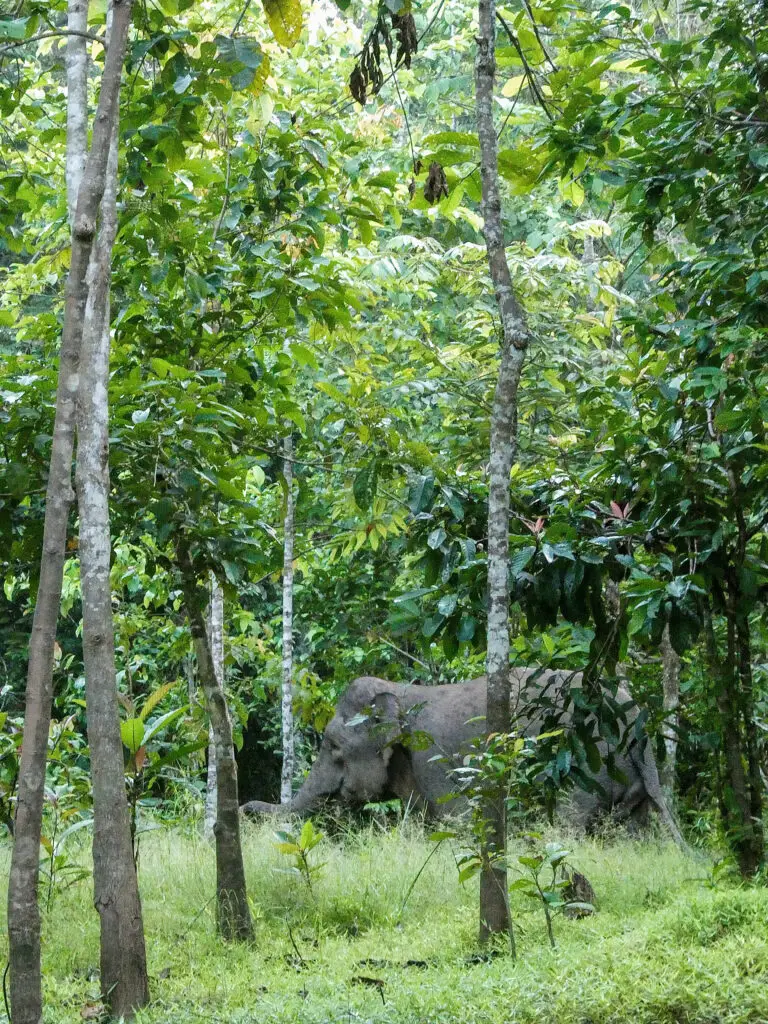 Elephants walking along Kinabatangan River in Borneo