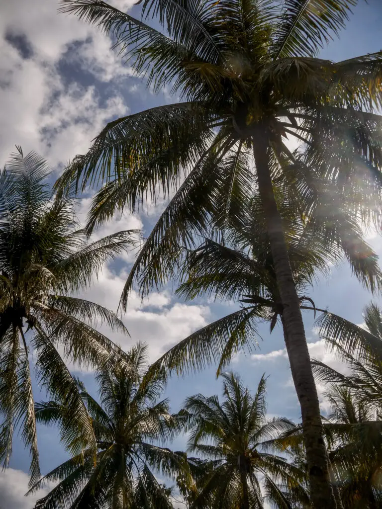 Palm trees and blue skies as far as the eye can see