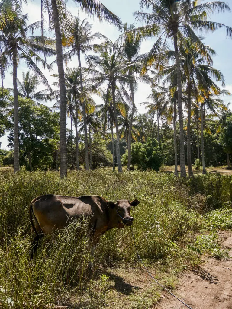 Cows walking freely in Gili Air