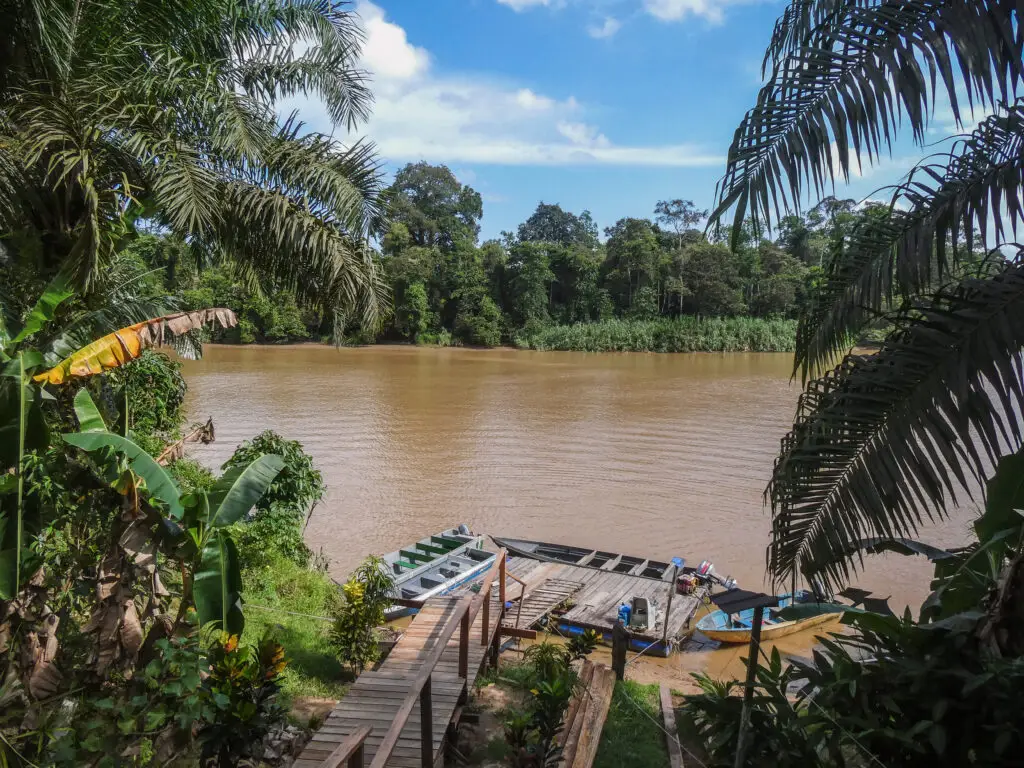 View of the Kinabatangan River by a homestay