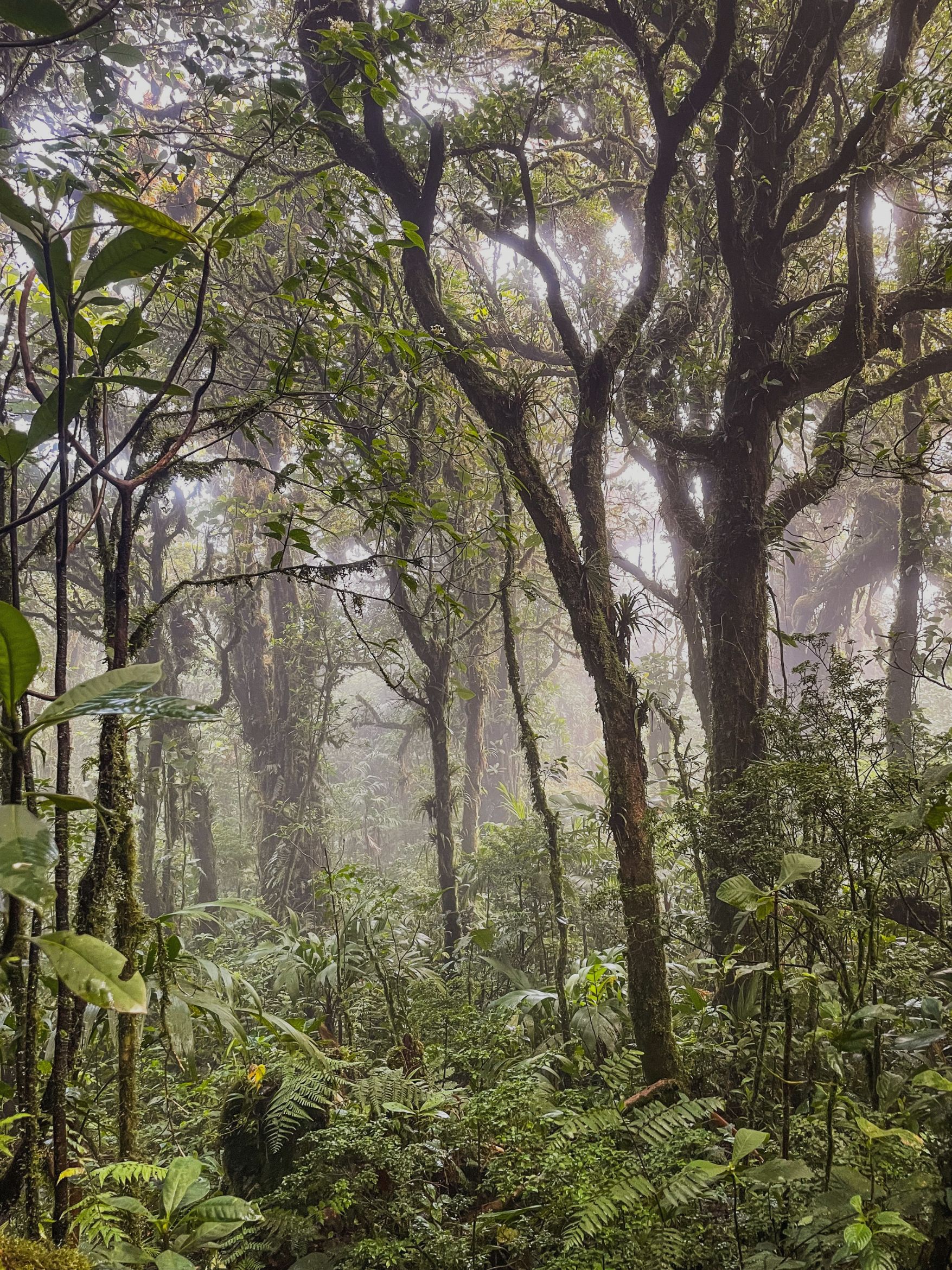 Monteverde cloud forests in Costa Rica