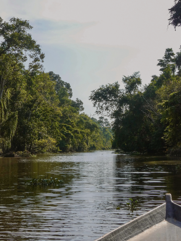 River safari on Kinabatangan River