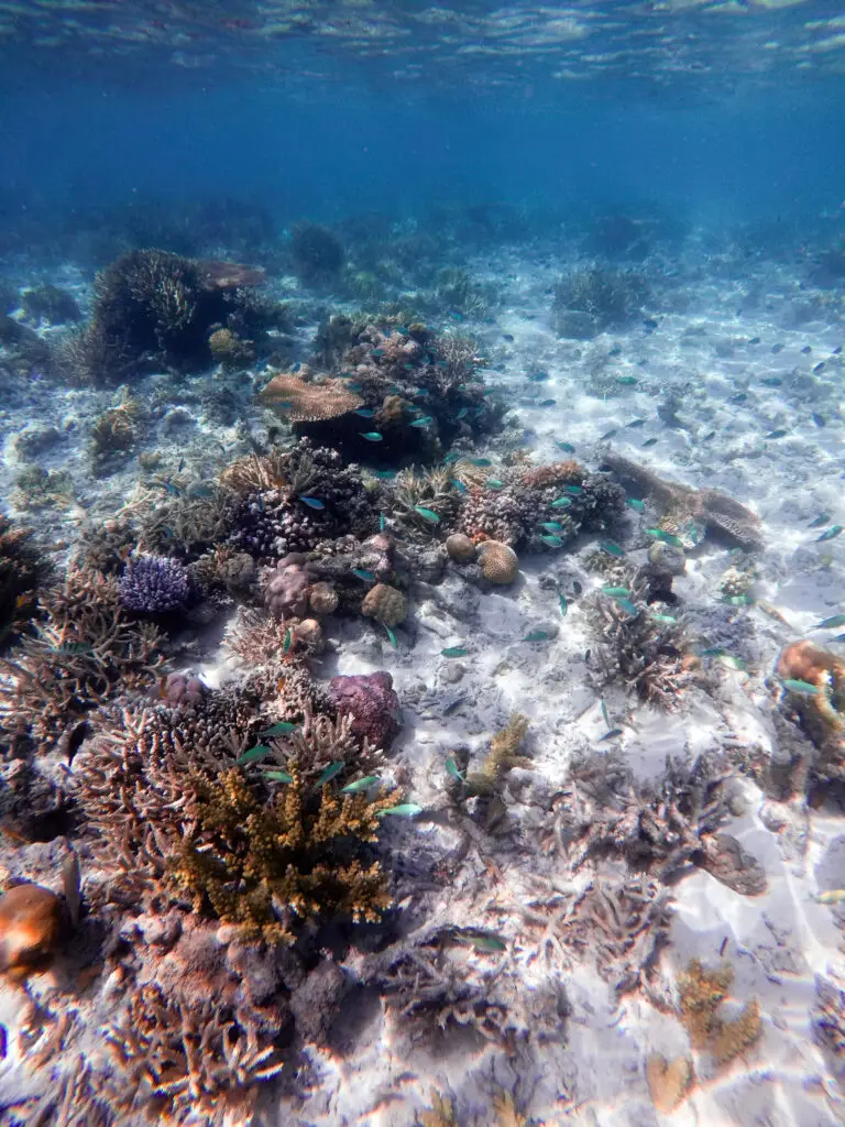 Beautiful underwater world in Borneo