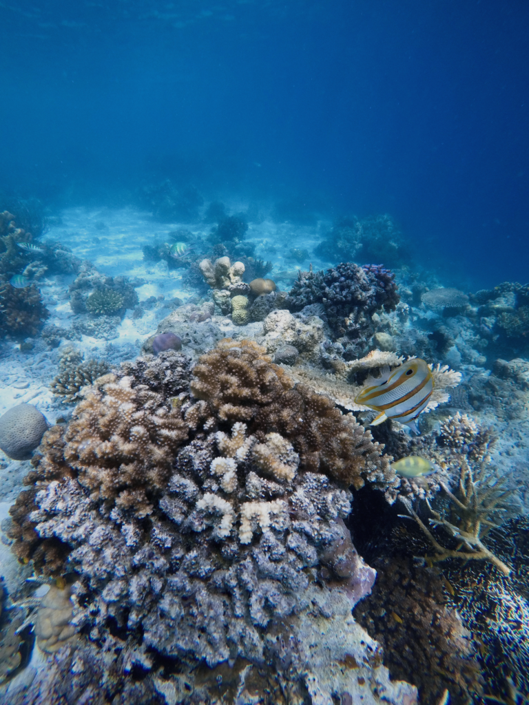 The underwater world of Borneo has vibrant corals and colorful fish