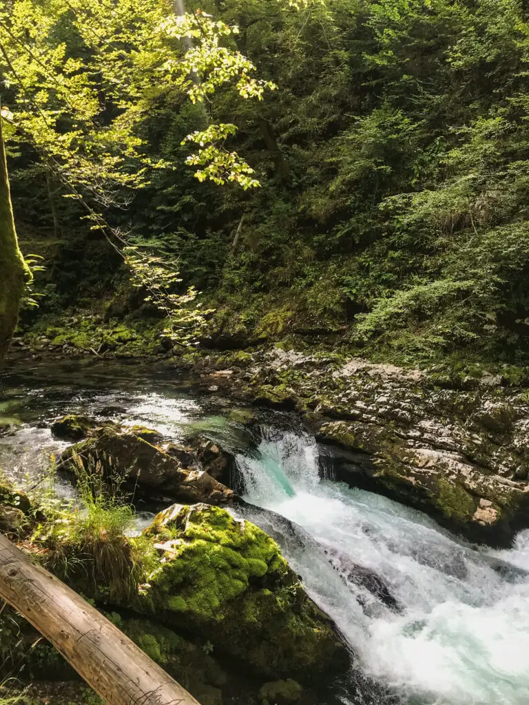 Emerald river winding through the narrow Vintgar Gorge, flanked by moss-covered rock walls