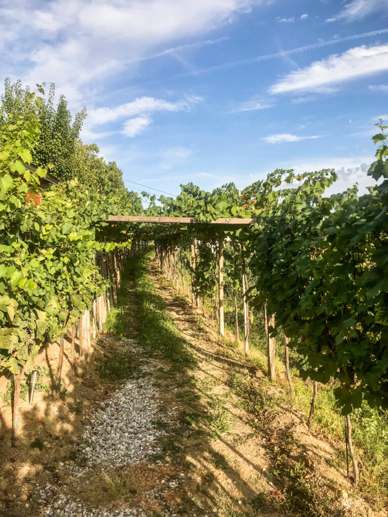 Walking through vineyards of one of Slovenia's wine regions