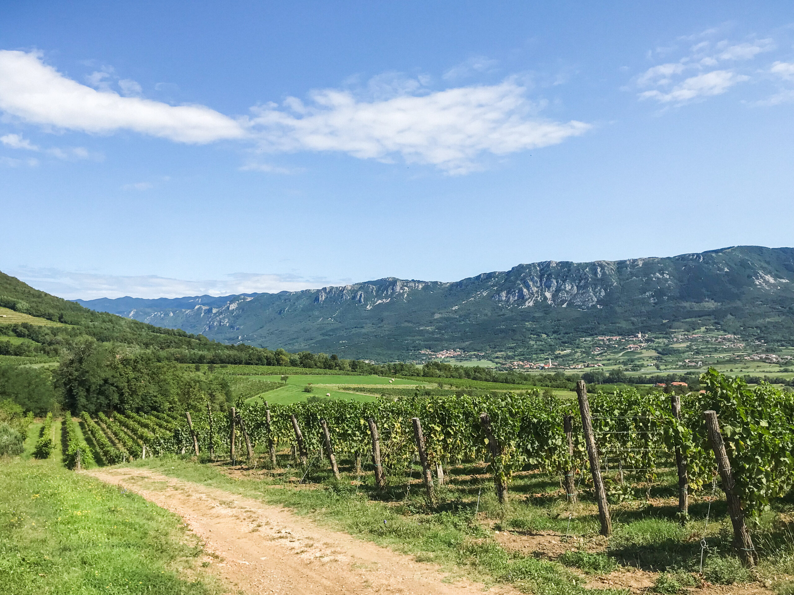 Slovenia's wine regions bring majestic views of vineyards and mountains