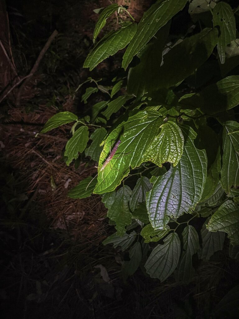 Insects in the Bornean jungle