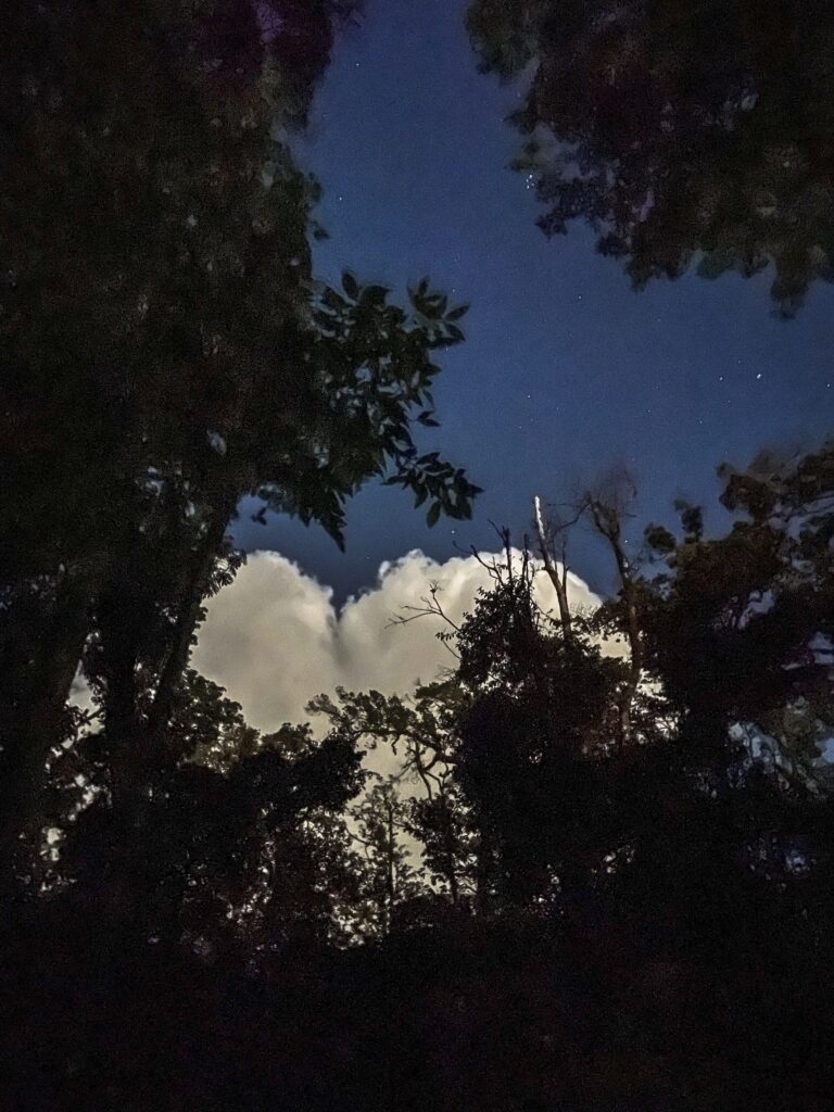 Night walk through the Kabili-Sepilok rainforest