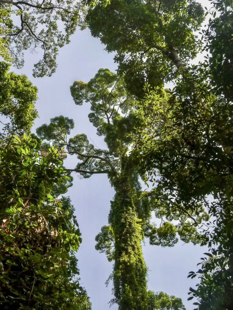 Exotic Sepilok jungle and rainforest