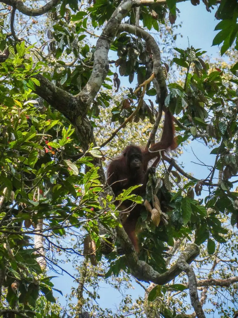 Wildlife in Sepilok Orangutan Rehabilitation Centre