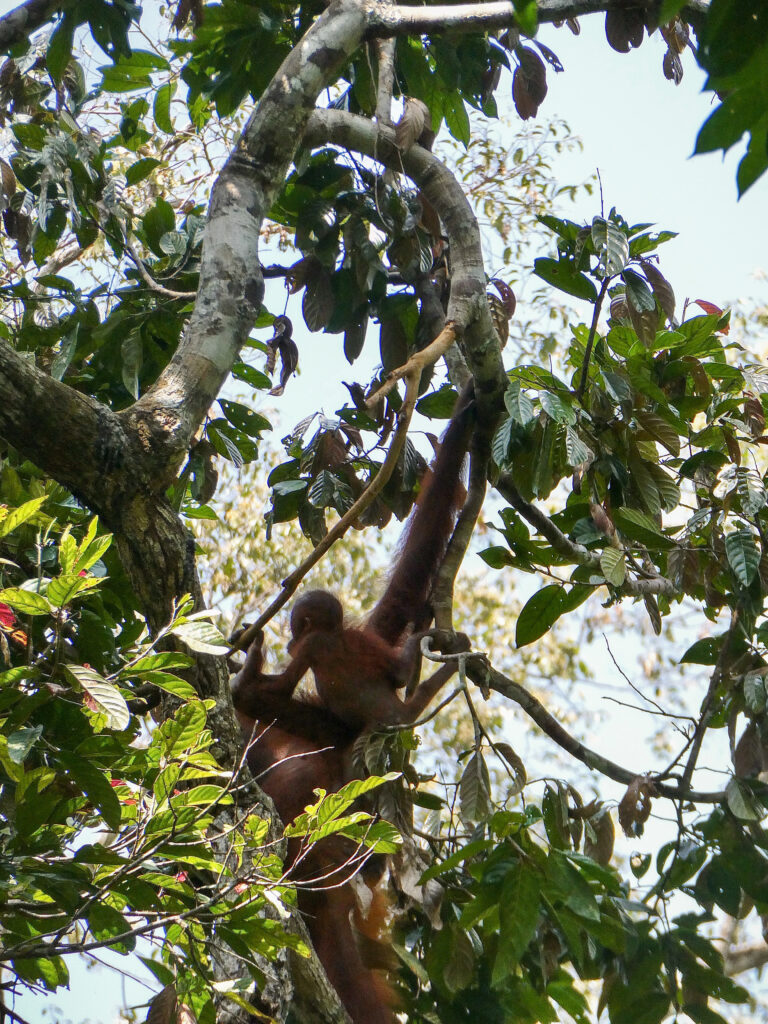 Orangutan family in Sepilok