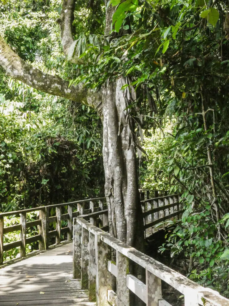 Walk through the rainforest in Sepilok Orangutan Rehabilitation Centre