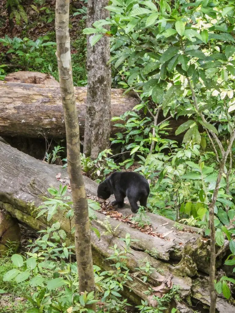 Bornean Sun Bear in the Sepilok Conservation Centre