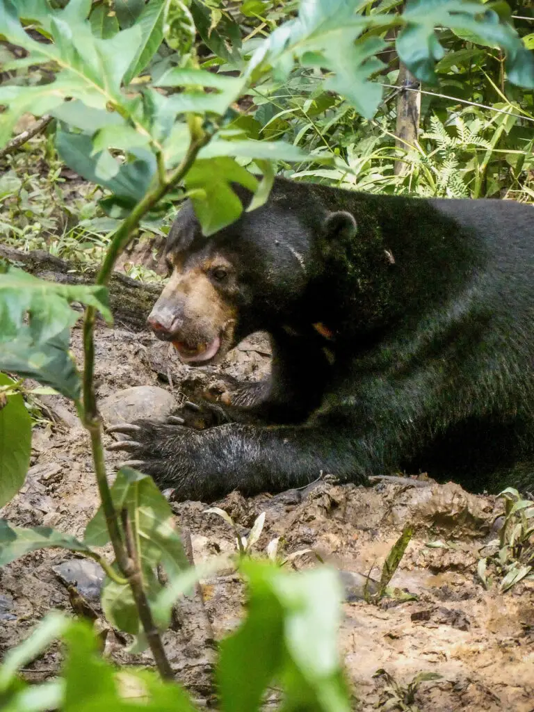 Bornean Sun Bear in Sepilok