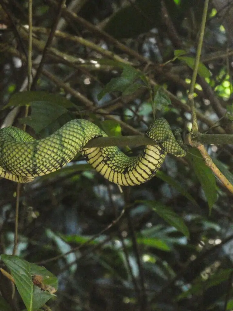 Viper in the Kabili-Sepilok rainforest