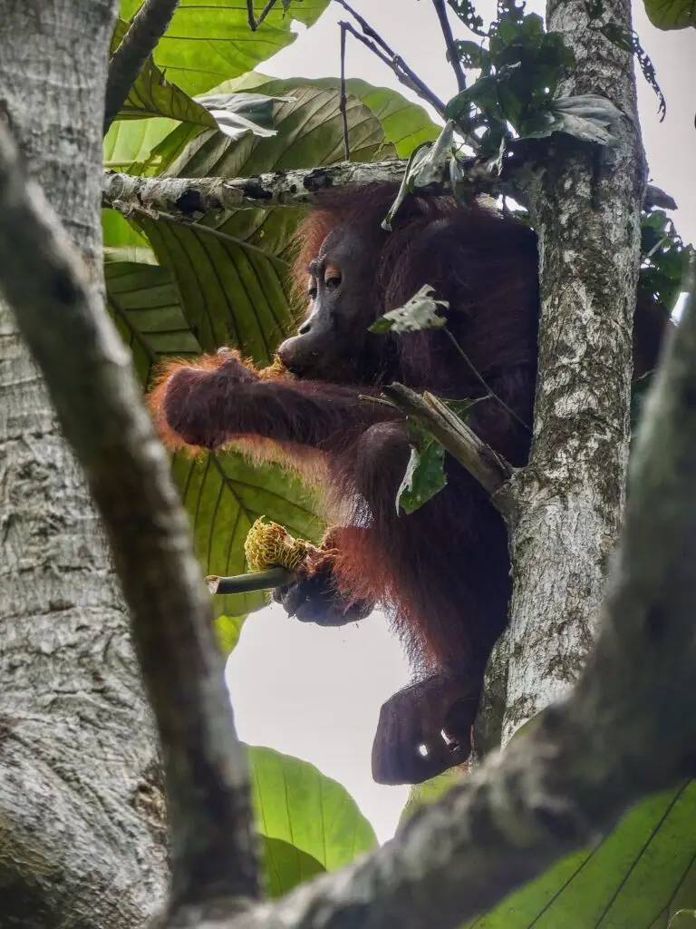 Orangutan spotted in Kabili-Sepilok rainforest