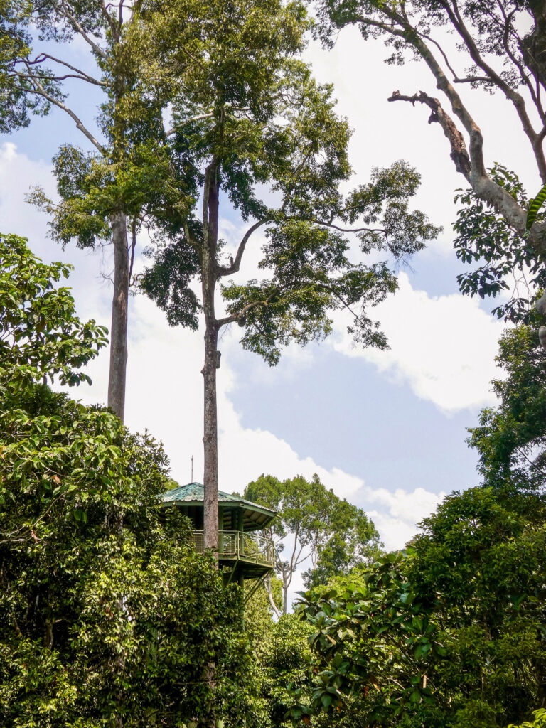 Hike in the Sepilok Rainforest Discovery Centre