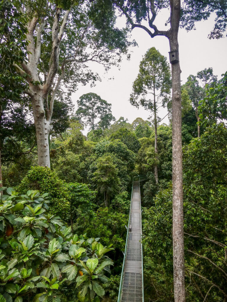 View of the rainforest from watch towers in Sepilok Rainforest Discovery Centre