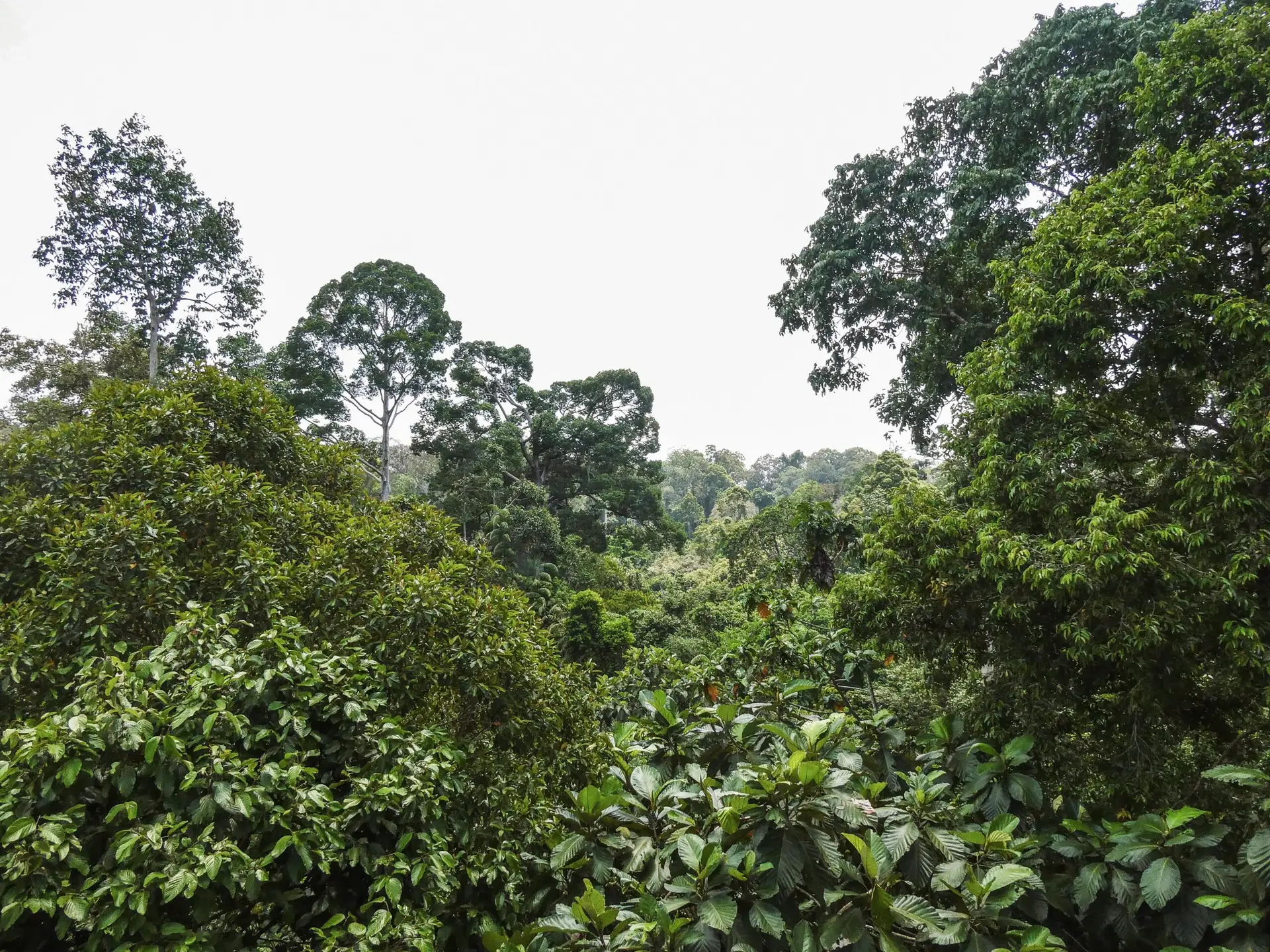 Lush views of the Sepilok-Kebili rainforest