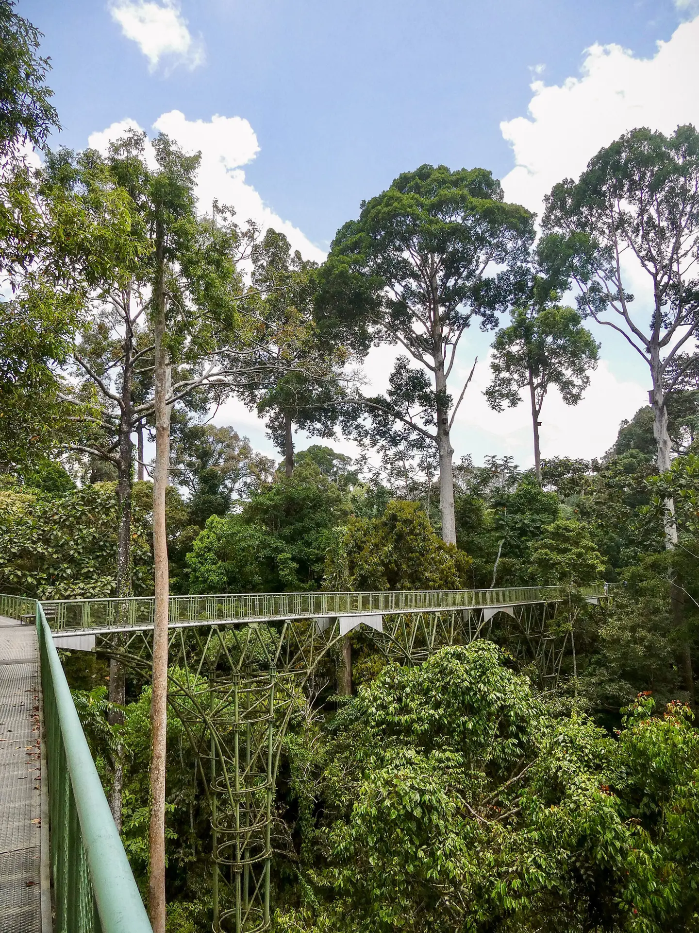 Skywalk in RDC leading through the Kabili-Sepilok forest