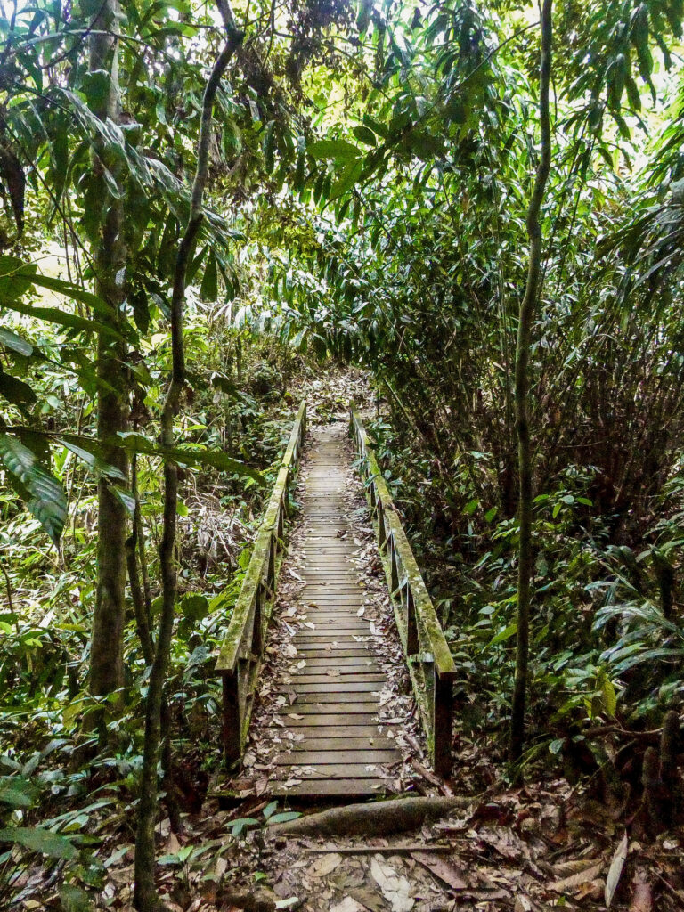 Explore the Sepilok Rainforest