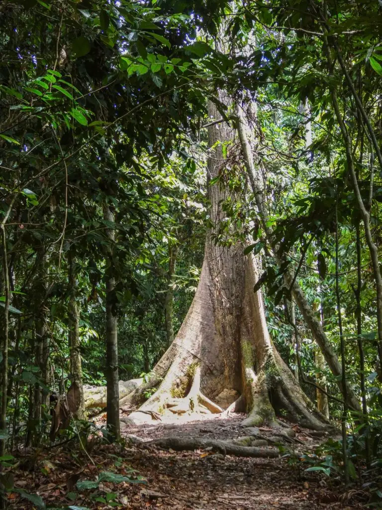 Sepilok giant tree in RDC